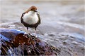  Cincle plongeur.
Oiseaux
Photographie de cincle.
Photographie de nature et de faune sauvage.

Daniel TRINQUECOSTES
Que nature vive 