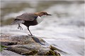 La " cincle attitude " Cincle plongeur.
Oiseaux
Photographie de cincle.
Photographie de nature et de faune sauvage.

Daniel TRINQUECOSTES
Que nature vive 