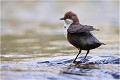 Sur le haut de la chute d'eau on attend ...... Cincle plongeur.
Oiseaux
Photographie de cincle.
Photographie de nature et de faune sauvage.

Daniel TRINQUECOSTES
Que nature vive 