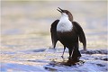 Et on chante à tue tête ! Cincle plongeur.
Oiseaux
Photographie de cincle.
Photographie de nature et de faune sauvage.

Daniel TRINQUECOSTES
Que nature vive 