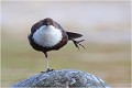 L'équilibriste !
 CINCLE PLONGEUR
Oiseaux
PHOTOGRAPHIE DE CINCLE PLONGEUR
PHOTOGRAPHIE de NATURE et de FAUNE SAUVAGE

Daniel TRINQUECOSTES
Que nature vive
 