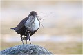 Apport de matériaux pour le nid. CINCLE PLONGEUR
Oiseaux
PHOTOGRAPHIE DE CINCLE PLONGEUR
PHOTOGRAPHIE de NATURE et de FAUNE SAUVAGE

Daniel TRINQUECOSTES
Que nature vive
 