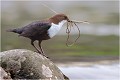 Comme avant .... CINCLE PLONGEUR
Oiseaux
PHOTOGRAPHIE DE CINCLE PLONGEUR
PHOTOGRAPHIE de NATURE et de FAUNE SAUVAGE

Daniel TRINQUECOSTES
Que nature vive
 