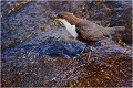 Sur les reflets colorés de la pierre mouillée .... CINCLE PLONGEUR
Oiseaux
PHOTOGRAPHIE DE CINCLE PLONGEUR
PHOTOGRAPHIE de NATURE et de FAUNE SAUVAGE

Daniel TRINQUECOSTES
Que nature vive
 