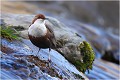 Sur la cascade, dans les reflets bleus du ciel. CINCLE PLONGEUR
Oiseaux
PHOTOGRAPHIE DE CINCLE PLONGEUR
PHOTOGRAPHIE de NATURE et de FAUNE SAUVAGE

Daniel TRINQUECOSTES
Que nature vive
 