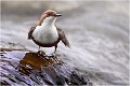 Les bras m'en tombent...pardon les ailes ! CINCLE PLONGEUR
Oiseaux
PHOTOGRAPHIE DE CINCLE PLONGEUR
PHOTOGRAPHIE de NATURE et de FAUNE SAUVAGE

Daniel TRINQUECOSTES
Que nature vive
 