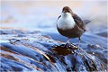 Sur la cascade , les pattes dans l'eau transparente ..... CINCLE PLONGEUR
Oiseaux
PHOTOGRAPHIE DE CINCLE PLONGEUR
PHOTOGRAPHIE de NATURE et de FAUNE SAUVAGE

Daniel TRINQUECOSTES
Que nature vive
 