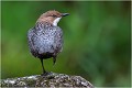 Le cincle peut parfois rester plusieurs minutes, bien en équilibre sur son rocher, tournant la tête à droite et à gauche dans l'attente d'on ne sait quel événement . CINCLE PLONGEUR
Oiseaux
PHOTOGRAPHIE DE CINCLE PLONGEUR
PHOTOGRAPHIE de NATURE et de FAUNE SAUVAGE

Daniel TRINQUECOSTES
Que nature vive
 