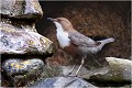 L'oiseau devant l'entrée de son nid.Le nid est placé dans un trou de boulin dans le mur d' un vieux moulin.Il est interessant de noter que ce mur ne reçoit quasiment pas le soleil. CINCLE PLONGEUR
Oiseaux
PHOTOGRAPHIE DE CINCLE PLONGEUR
PHOTOGRAPHIE de NATURE et de FAUNE SAUVAGE

Daniel TRINQUECOSTES
Que nature vive
 