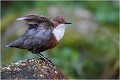 Une attitude typique de l' oiseau quand il se pose pour un temps relativement long sur un rocher à proximité du nid. CINCLE PLONGEUR
Oiseaux
PHOTOGRAPHIE DE CINCLE PLONGEUR
PHOTOGRAPHIE de NATURE et de FAUNE SAUVAGE

Daniel TRINQUECOSTES
Que nature vive
 