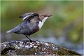 Même attitude sur un autre rocher. CINCLE PLONGEUR
Oiseaux
PHOTOGRAPHIE DE CINCLE PLONGEUR
PHOTOGRAPHIE de NATURE et de FAUNE SAUVAGE

Daniel TRINQUECOSTES
Que nature vive
 