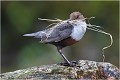 Apport de matériaux .... CINCLE PLONGEUR
Oiseaux
PHOTOGRAPHIE DE CINCLE PLONGEUR
PHOTOGRAPHIE de NATURE et de FAUNE SAUVAGE

Daniel TRINQUECOSTES
Que nature vive
 