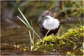 Autre apport depuis un autre endroit CINCLE PLONGEUR
Oiseaux
PHOTOGRAPHIE DE CINCLE PLONGEUR
PHOTOGRAPHIE de NATURE et de FAUNE SAUVAGE

Daniel TRINQUECOSTES
Que nature vive
 