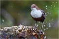 Dans les éclaboussures des eaux vives ... CINCLE PLONGEUR
Oiseaux
PHOTOGRAPHIE DE CINCLE PLONGEUR
PHOTOGRAPHIE de NATURE et de FAUNE SAUVAGE

Daniel TRINQUECOSTES
Que nature vive
 