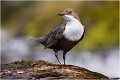 Sur son piédestal ..... CINCLE PLONGEUR
Oiseaux
PHOTOGRAPHIE DE CINCLE PLONGEUR
PHOTOGRAPHIE de NATURE et de FAUNE SAUVAGE

Daniel TRINQUECOSTES
Que nature vive
 