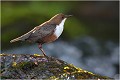 Dans la lumière de la matinée quand le soleil commence à éclairer le pied de la chute d'eau. CINCLE PLONGEUR
Oiseaux
PHOTOGRAPHIE DE CINCLE PLONGEUR
PHOTOGRAPHIE de NATURE et de FAUNE SAUVAGE

Daniel TRINQUECOSTES
Que nature vive
 