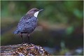  CINCLE PLONGEUR
Oiseaux
PHOTOGRAPHIE DE CINCLE PLONGEUR
PHOTOGRAPHIE de NATURE et de FAUNE SAUVAGE

Daniel TRINQUECOSTES
Que nature vive
 