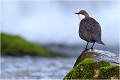 Sur fond de cascade CINCLE PLONGEUR
Oiseaux
PHOTOGRAPHIE DE CINCLE PLONGEUR
PHOTOGRAPHIE de NATURE et de FAUNE SAUVAGE

Daniel TRINQUECOSTES
Que nature vive
 
