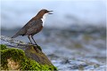 Le cincle au chant . CINCLE PLONGEUR
Oiseaux
PHOTOGRAPHIE DE CINCLE PLONGEUR
PHOTOGRAPHIE de NATURE et de FAUNE SAUVAGE

Daniel TRINQUECOSTES
Que nature vive
 