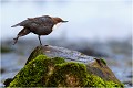 Etirement CINCLE PLONGEUR
Oiseaux
PHOTOGRAPHIE DE CINCLE PLONGEUR
PHOTOGRAPHIE de NATURE et de FAUNE SAUVAGE

Daniel TRINQUECOSTES
Que nature vive
 
