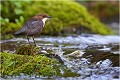 Dans son biotope CINCLE PLONGEUR
Oiseaux
PHOTOGRAPHIE DE CINCLE PLONGEUR
PHOTOGRAPHIE de NATURE et de FAUNE SAUVAGE

Daniel TRINQUECOSTES
Que nature vive
 