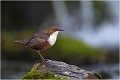 Devant la même cascade sous un autre angle. CINCLE PLONGEUR
Oiseaux
PHOTOGRAPHIE DE CINCLE PLONGEUR
PHOTOGRAPHIE de NATURE et de FAUNE SAUVAGE

Daniel TRINQUECOSTES
Que nature vive
 