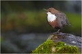 En plein chant CINCLE PLONGEUR
Oiseaux
PHOTOGRAPHIE DE CINCLE PLONGEUR
PHOTOGRAPHIE de NATURE et de FAUNE SAUVAGE

Daniel TRINQUECOSTES
Que nature vive
 