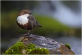Observateur ...... CINCLE PLONGEUR
Oiseaux
PHOTOGRAPHIE DE CINCLE PLONGEUR
PHOTOGRAPHIE de NATURE et de FAUNE SAUVAGE

Daniel TRINQUECOSTES
Que nature vive
 