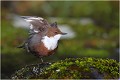 Battements d'ailes . CINCLE PLONGEUR
Oiseaux
PHOTOGRAPHIE DE CINCLE PLONGEUR
PHOTOGRAPHIE de NATURE et de FAUNE SAUVAGE

Daniel TRINQUECOSTES
Que nature vive
 