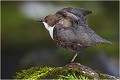 De plus près . CINCLE PLONGEUR
Oiseaux
PHOTOGRAPHIE DE CINCLE PLONGEUR
PHOTOGRAPHIE de NATURE et de FAUNE SAUVAGE

Daniel TRINQUECOSTES
Que nature vive
 