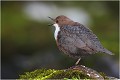 La trille .... CINCLE PLONGEUR
Oiseaux
PHOTOGRAPHIE DE CINCLE PLONGEUR
PHOTOGRAPHIE de NATURE et de FAUNE SAUVAGE

Daniel TRINQUECOSTES
Que nature vive
 
