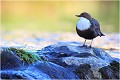 10 heures le matin à un endroit trés précis quand le soleil éclaire la tetenue d'eau... CINCLE PLONGEUR
Oiseaux
PHOTOGRAPHIE DE CINCLE PLONGEUR
PHOTOGRAPHIE de NATURE et de FAUNE SAUVAGE

Daniel TRINQUECOSTES
Que nature vive
 