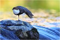 Etirement devant l'eau filante ... CINCLE PLONGEUR
Oiseaux
PHOTOGRAPHIE DE CINCLE PLONGEUR
PHOTOGRAPHIE de NATURE et de FAUNE SAUVAGE

Daniel TRINQUECOSTES
Que nature vive
 