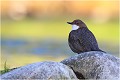 Quand le fond est en pleine lumière ! CINCLE PLONGEUR
Oiseaux
PHOTOGRAPHIE DE CINCLE PLONGEUR
PHOTOGRAPHIE de NATURE et de FAUNE SAUVAGE

Daniel TRINQUECOSTES
Que nature vive
 