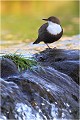  CINCLE PLONGEUR
Oiseaux
PHOTOGRAPHIE DE CINCLE PLONGEUR
PHOTOGRAPHIE de NATURE et de FAUNE SAUVAGE

Daniel TRINQUECOSTES
Que nature vive
 