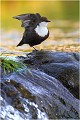  CINCLE PLONGEUR
Oiseaux
PHOTOGRAPHIE DE CINCLE PLONGEUR
PHOTOGRAPHIE de NATURE et de FAUNE SAUVAGE

Daniel TRINQUECOSTES
Que nature vive
 