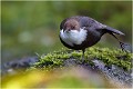 De face ....c'est moins fréquent ! CINCLE PLONGEUR
Oiseaux
PHOTOGRAPHIE DE CINCLE PLONGEUR
PHOTOGRAPHIE de NATURE et de FAUNE SAUVAGE

Daniel TRINQUECOSTES
Que nature vive
 