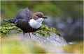 Je me secoue ! CINCLE PLONGEUR
Oiseaux
PHOTOGRAPHIE DE CINCLE PLONGEUR
PHOTOGRAPHIE de NATURE et de FAUNE SAUVAGE

Daniel TRINQUECOSTES
Que nature vive
 