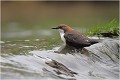 En haut de la chute,l'oiseau résiste au courant.Ses longs doigts lui donne une grande capacité ppour s'accrocher solidement sur le fond de l'eau. CINCLE PLONGEUR
Oiseaux
PHOTOGRAPHIE DE CINCLE PLONGEUR
PHOTOGRAPHIE de NATURE et de FAUNE SAUVAGE

Daniel TRINQUECOSTES
Que nature vive
 