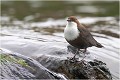 D'autres ambiances par temps gris ... CINCLE PLONGEUR
Oiseaux
PHOTOGRAPHIE DE CINCLE PLONGEUR
PHOTOGRAPHIE de NATURE et de FAUNE SAUVAGE

Daniel TRINQUECOSTES
Que nature vive
 
