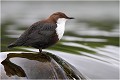Là il n'est vraiment pas loin ! CINCLE PLONGEUR
Oiseaux
PHOTOGRAPHIE DE CINCLE PLONGEUR
PHOTOGRAPHIE de NATURE et de FAUNE SAUVAGE

Daniel TRINQUECOSTES
Que nature vive
 