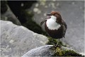 Dans les rochers au pied du déversoir . CINCLE PLONGEUR
Oiseaux
PHOTOGRAPHIE DE CINCLE PLONGEUR
PHOTOGRAPHIE de NATURE et de FAUNE SAUVAGE

Daniel TRINQUECOSTES
Que nature vive
 