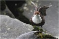  CINCLE PLONGEUR
Oiseaux
PHOTOGRAPHIE DE CINCLE PLONGEUR
PHOTOGRAPHIE de NATURE et de FAUNE SAUVAGE

Daniel TRINQUECOSTES
Que nature vive
 