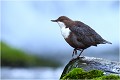 Période bleue ! CINCLE PLONGEUR
Oiseaux
PHOTOGRAPHIE DE CINCLE PLONGEUR
PHOTOGRAPHIE de NATURE et de FAUNE SAUVAGE

Daniel TRINQUECOSTES
Que nature vive
 