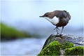 La mousse verte.... CINCLE PLONGEUR
Oiseaux
PHOTOGRAPHIE DE CINCLE PLONGEUR
PHOTOGRAPHIE de NATURE et de FAUNE SAUVAGE

Daniel TRINQUECOSTES
Que nature vive
 