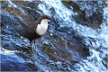 La cascade bleue CINCLE PLONGEUR
Oiseaux
PHOTOGRAPHIE DE CINCLE PLONGEUR
PHOTOGRAPHIE de NATURE et de FAUNE SAUVAGE

Daniel TRINQUECOSTES
Que nature vive
 