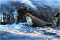 Le bain du cincle ! CINCLE PLONGEUR
Oiseaux
PHOTOGRAPHIE DE CINCLE PLONGEUR
PHOTOGRAPHIE de NATURE et de FAUNE SAUVAGE

Daniel TRINQUECOSTES
Que nature vive
 