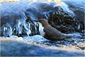  CINCLE PLONGEUR
Oiseaux
PHOTOGRAPHIE DE CINCLE PLONGEUR
PHOTOGRAPHIE de NATURE et de FAUNE SAUVAGE

Daniel TRINQUECOSTES
Que nature vive
 