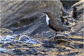 Magie des bulles ..... CINCLE PLONGEUR
Oiseaux
PHOTOGRAPHIE DE CINCLE PLONGEUR
PHOTOGRAPHIE de NATURE et de FAUNE SAUVAGE

Daniel TRINQUECOSTES
Que nature vive
 