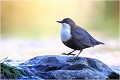 Je danse ..... CINCLE PLONGEUR
Oiseaux
PHOTOGRAPHIE DE CINCLE PLONGEUR
PHOTOGRAPHIE de NATURE et de FAUNE SAUVAGE

Daniel TRINQUECOSTES
Que nature vive
 